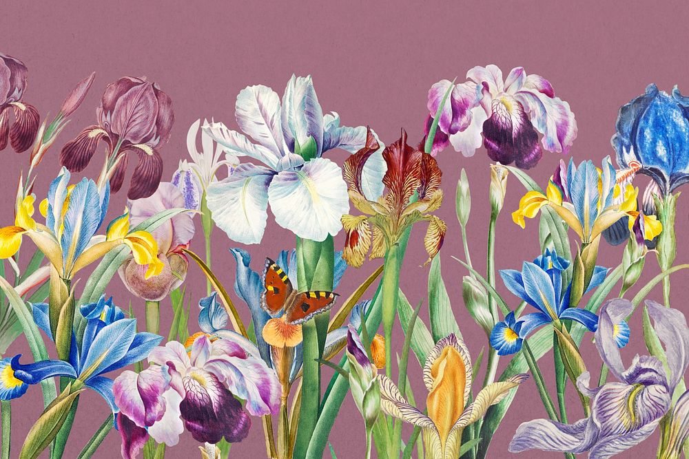 Beautiful iris flowers background, vintage botanical illustration