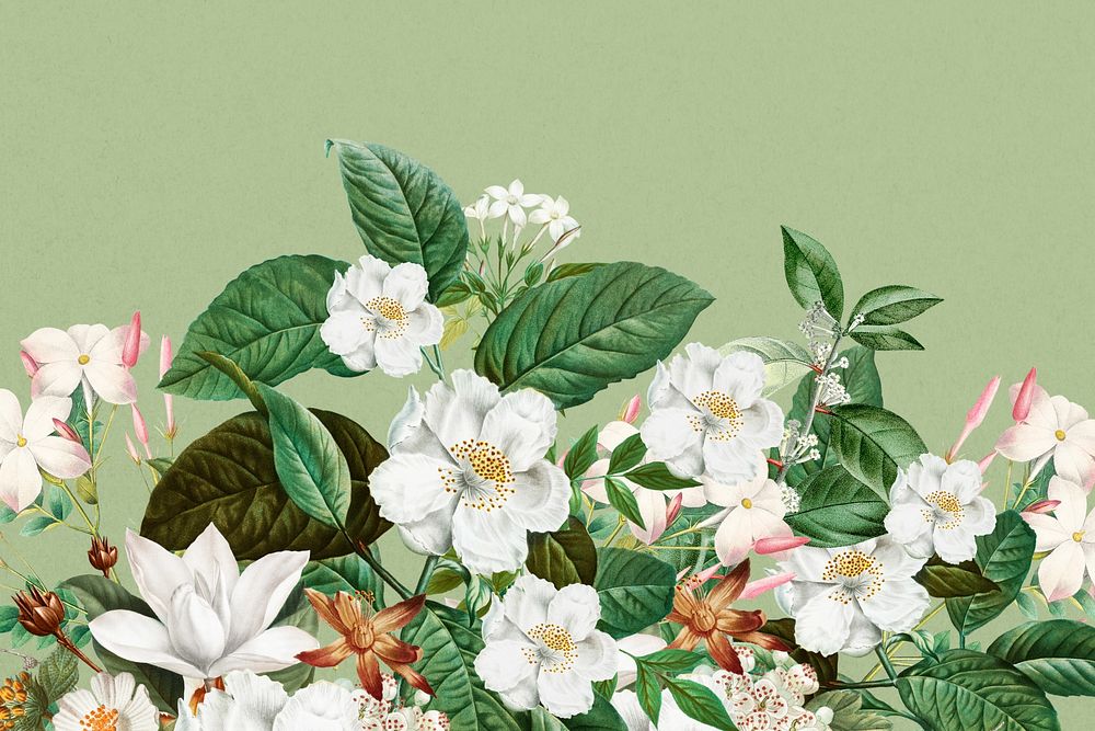 Beautiful jasmine flowers background, botanical illustration