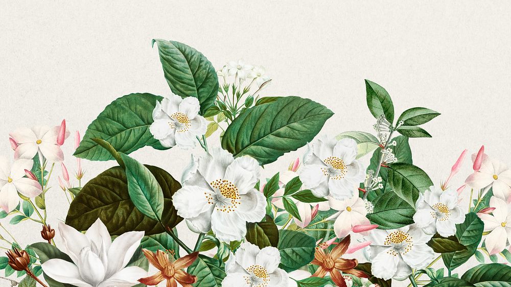 Beautiful jasmine flowers desktop wallpaper, botanical illustration