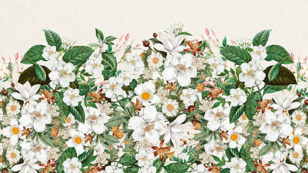 Beautiful jasmine flowers desktop wallpaper, botanical illustration