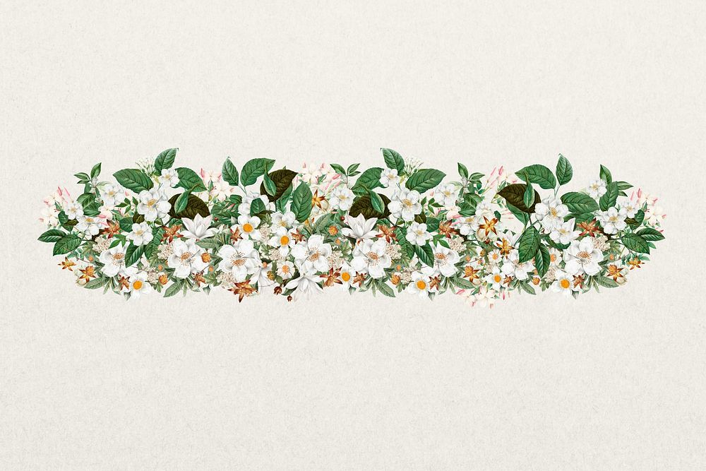 Aesthetic jasmine flower divider, botanical illustration