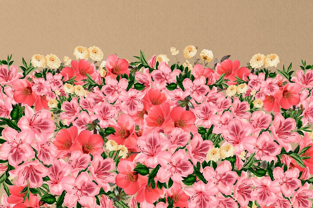 Spring azalea flowers background, pink botanical border 