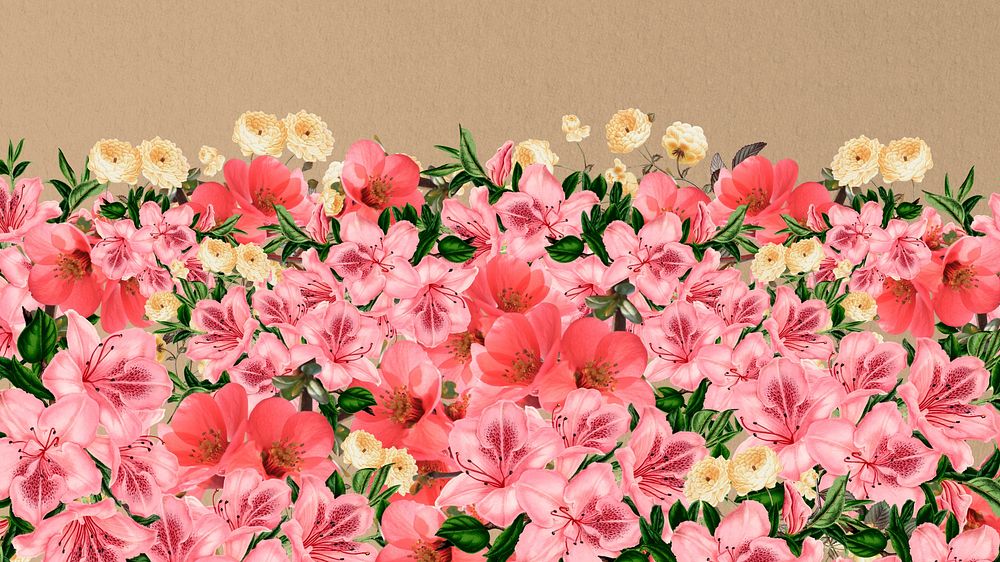 Spring azalea flowers computer wallpaper, pink botanical border background