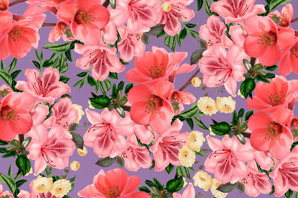 Pink azalea flower background, Chinese quince botanical illustration