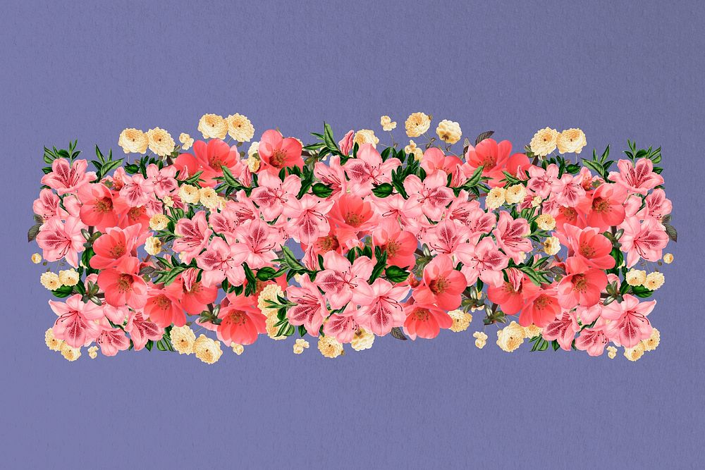 Chinese quince flower divider, pink floral illustration