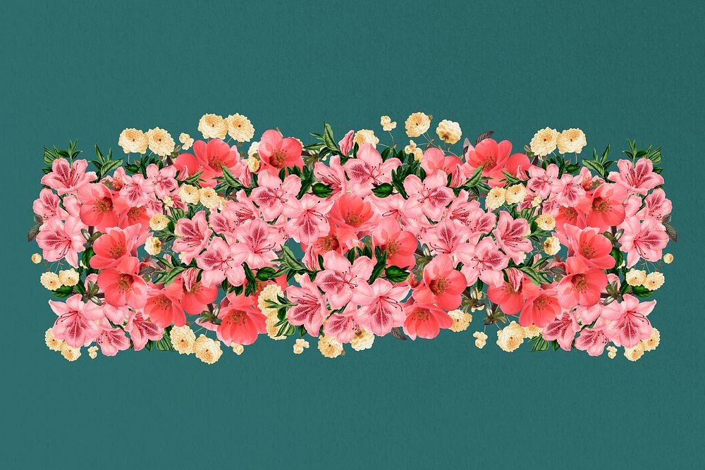 Chinese quince flower divider, pink floral illustration