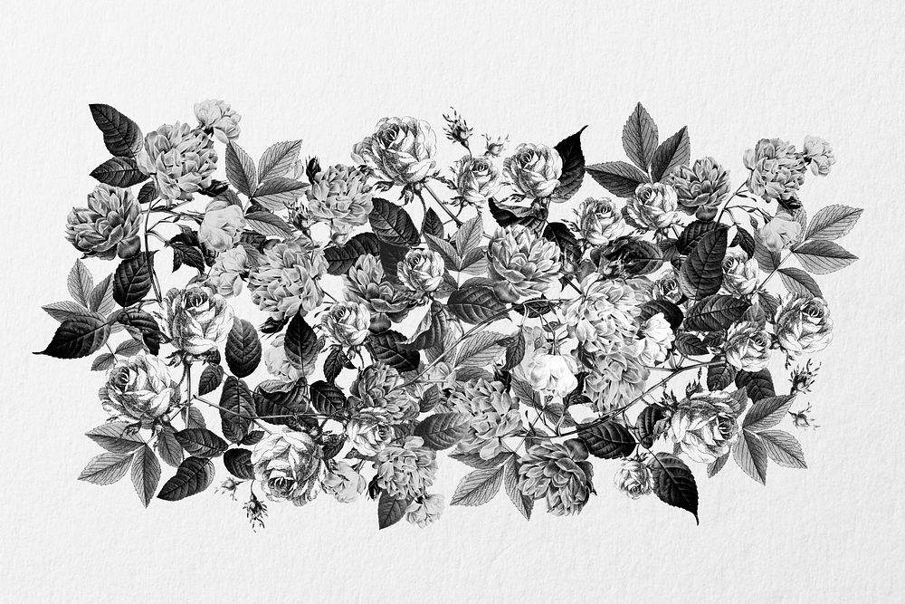 Black and white flower divider, botanical illustration