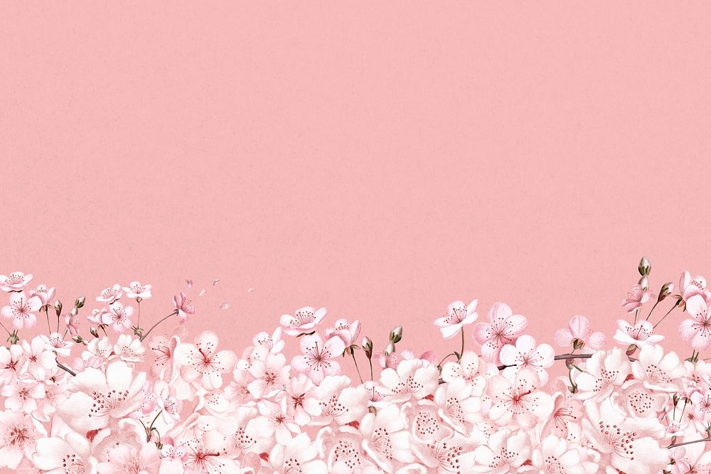 Japanese Sakura flower background, pink botanical illustration