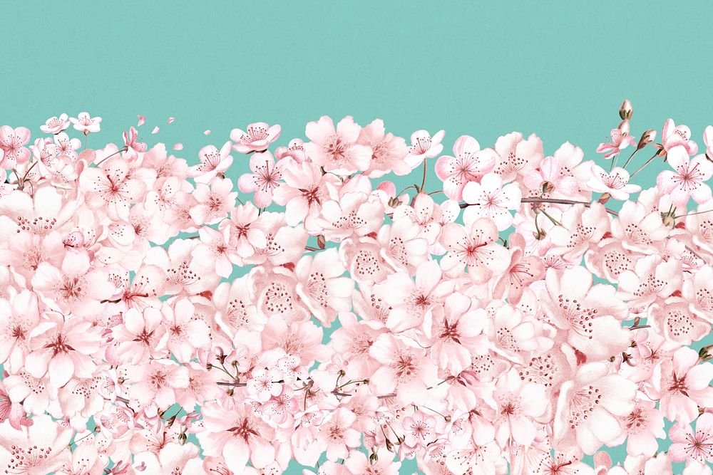 Japanese Sakura flower background, pink botanical illustration