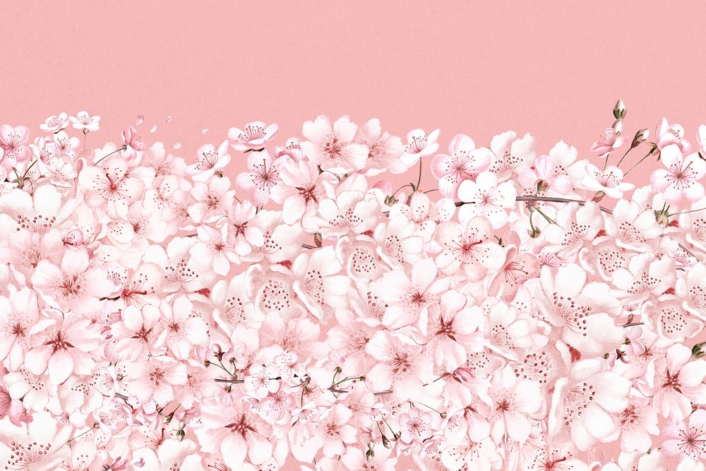 Japanese Sakura flower background, pink botanical illustration