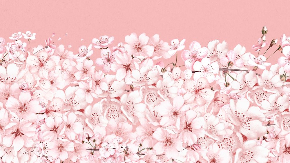 Japanese sakura flower desktop wallpaper, pink botanical background