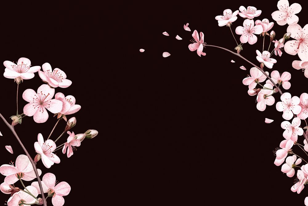 Japanese cherry blossom background, pink flowers illustration