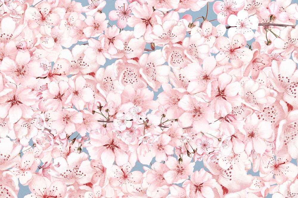 Spring cherry blossom flower pattern, pink botanical illustration
