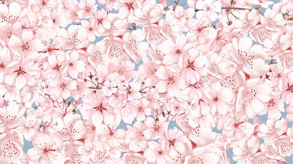 Cherry blossom pattern computer wallpaper, botanical illustration