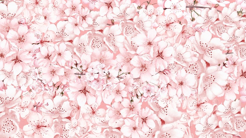 Cherry blossom pattern computer wallpaper, botanical illustration