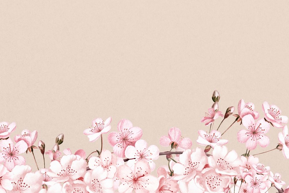 Japanese cherry blossom background, pink flowers illustration