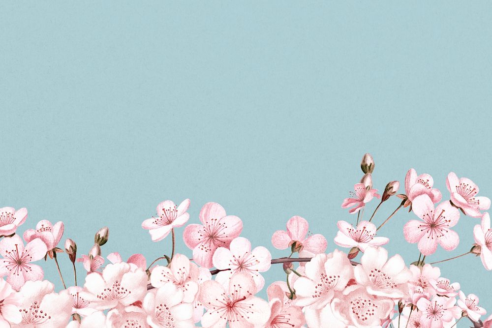 Japanese cherry blossom background, pink flowers illustration