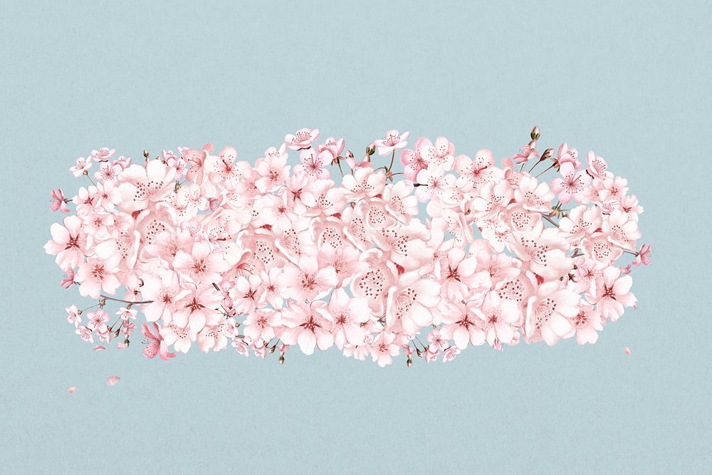 Cherry blossom flower divider, Japanese botanical  illustration