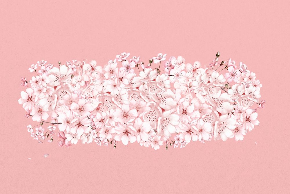 Cherry blossom flower divider, Japanese botanical  illustration
