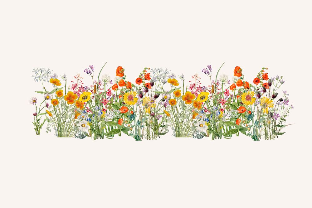 Spring wildflower divider, aesthetic botanical illustration