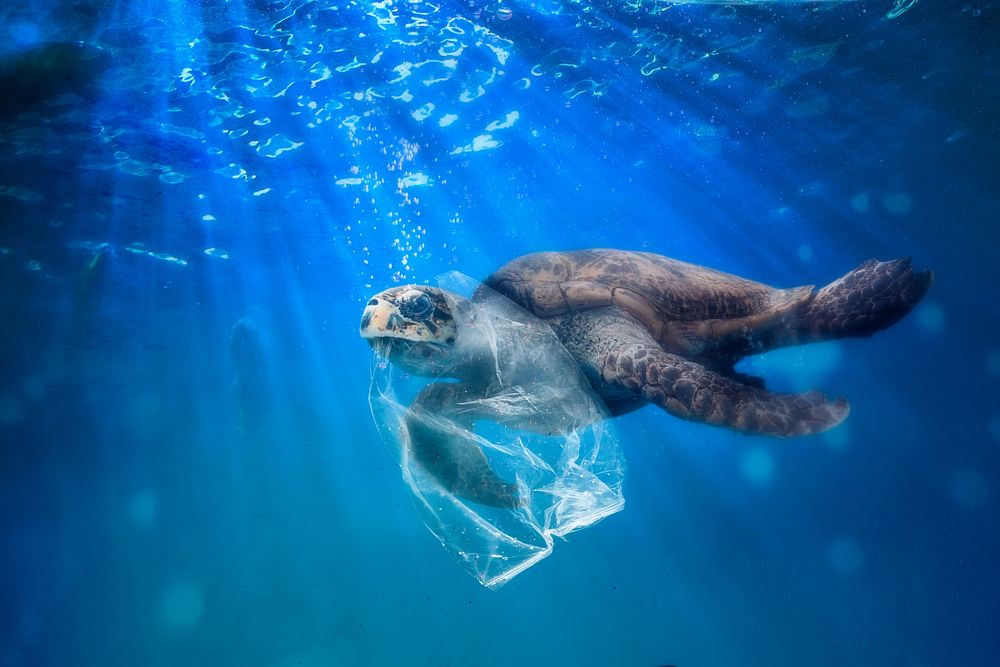 Turtle in plastic bag background design