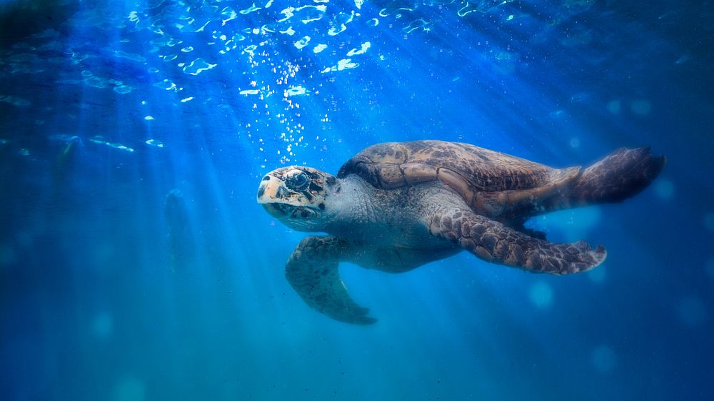 Sea turtle, blue desktop wallpaper background