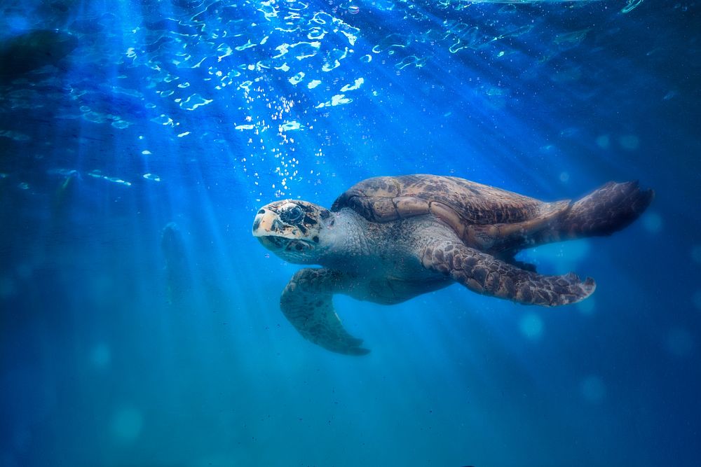 Sea turtle, blue background design