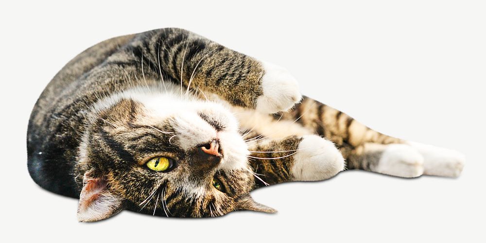 Cat lying down, isolated design