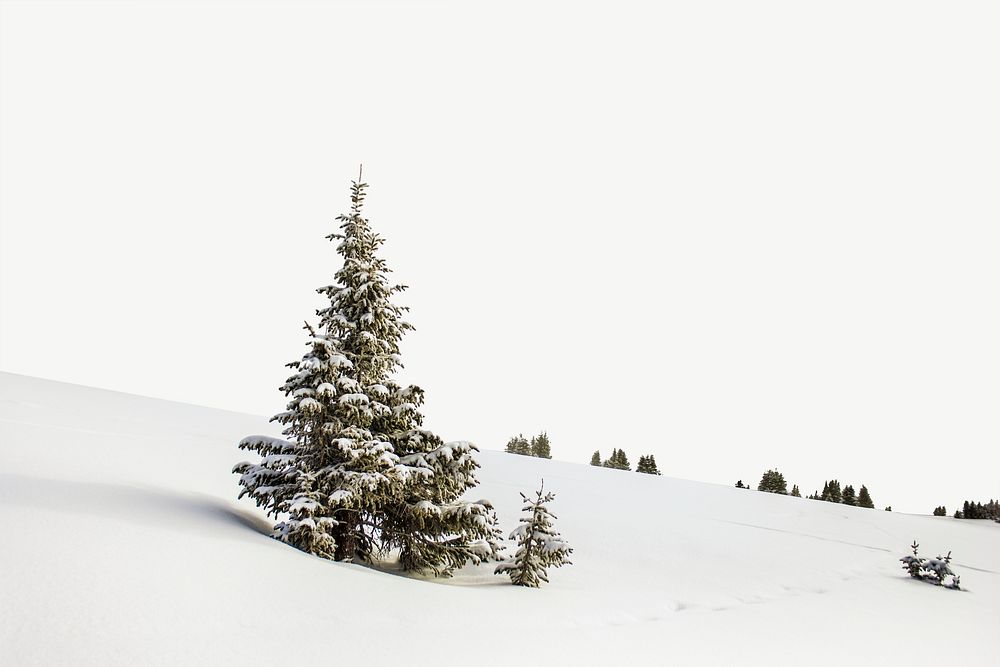 Winter pine tree border psd