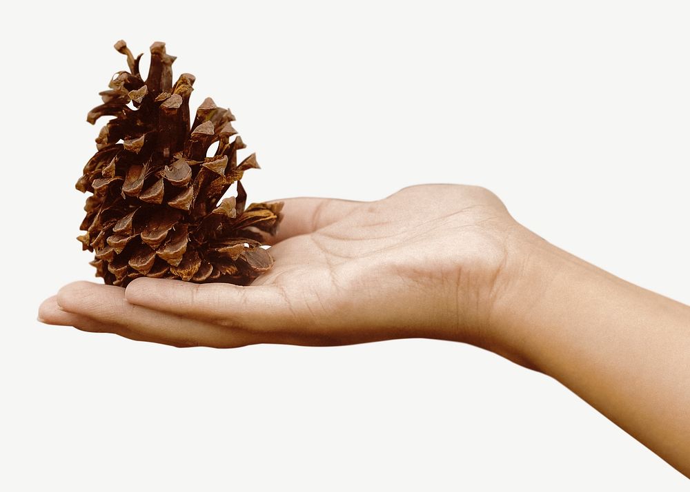 Hand presenting pine cone collage element psd
