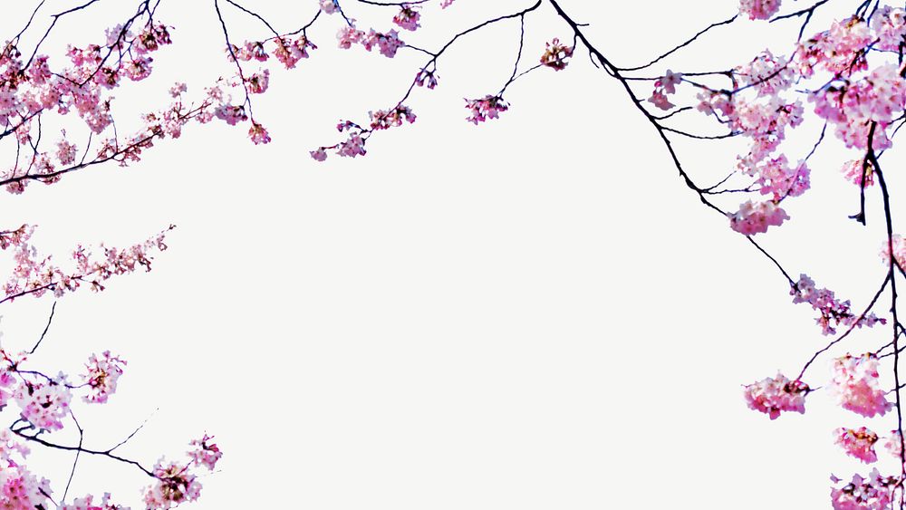 Cherry blossom border psd