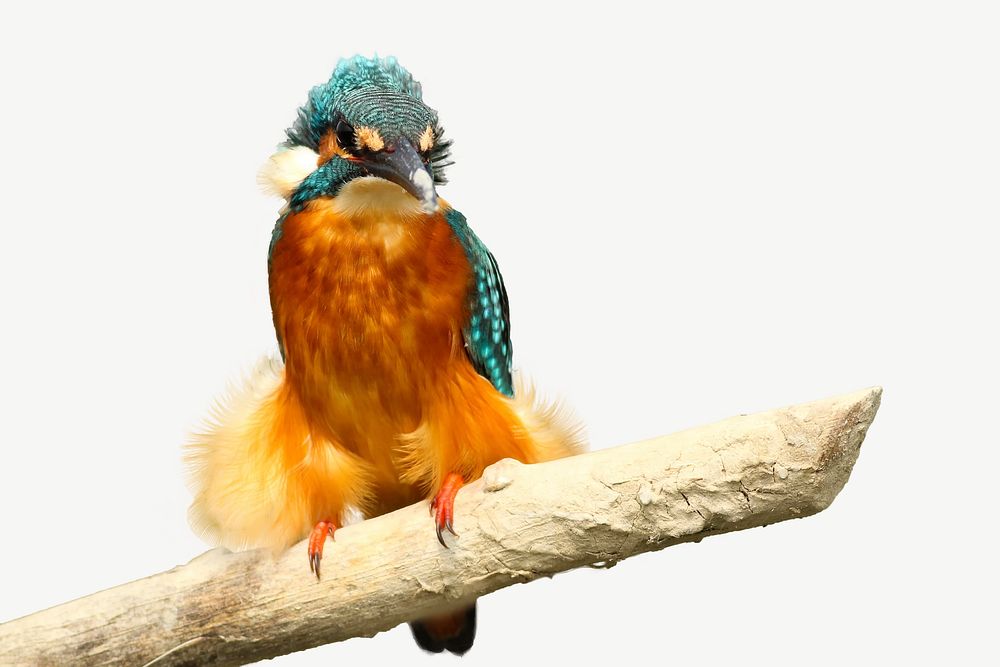 Colorful bird image