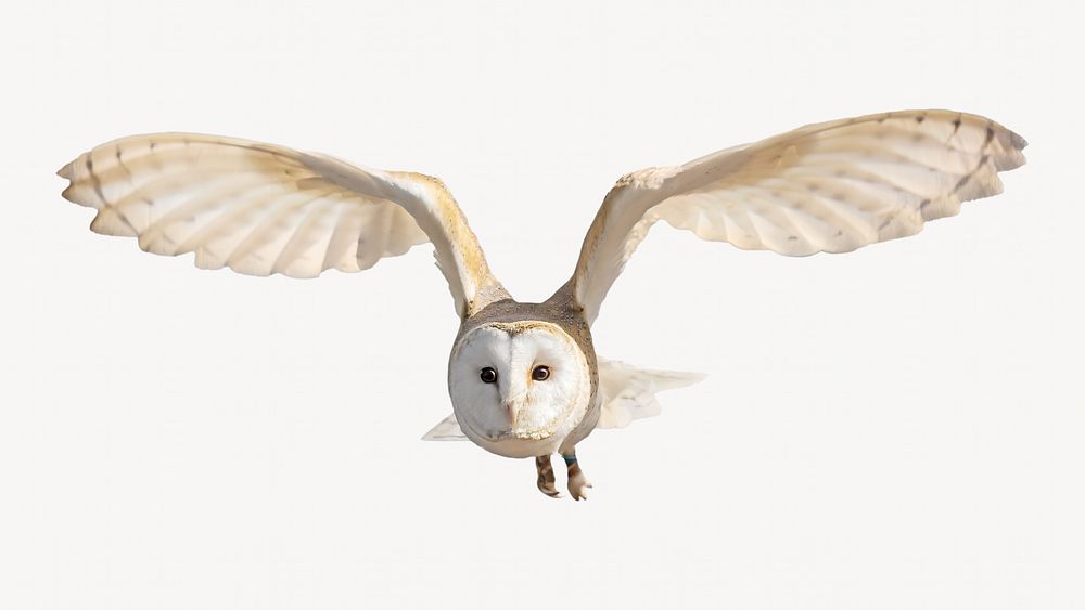 Flying barn owl, isolated animal image