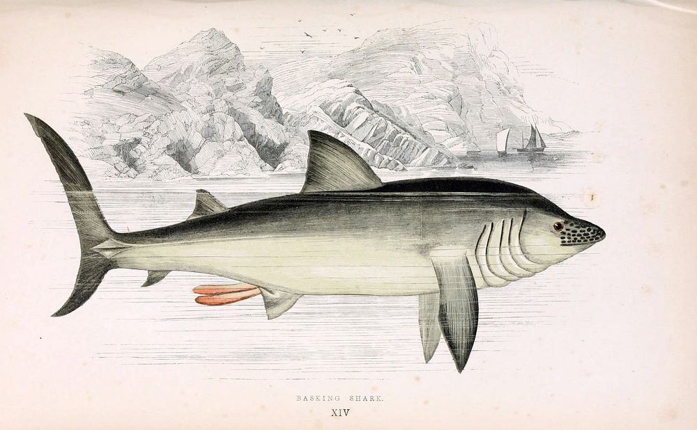 Draw of a basking shark (Cetorhinus maximus) by Jonathan Couch