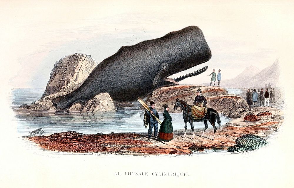 Sperm whale (Physeter macrocephalus) (1876) by &Eacute;douard Travi&egrave;s.