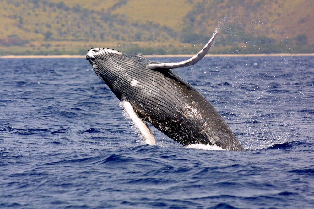 Humpback Whale (Megaptera novaeangliae)