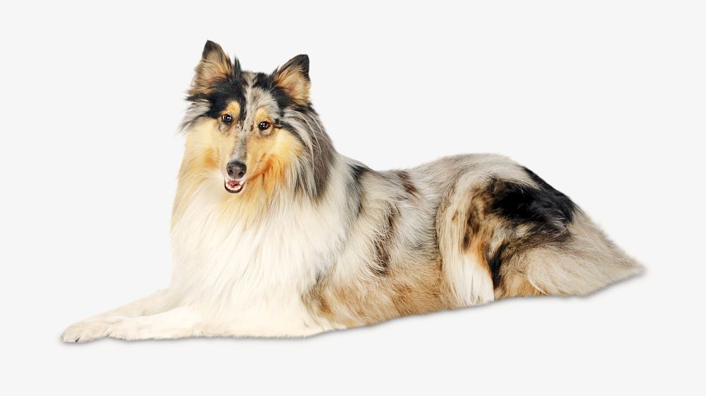 Collie dog, isolated design