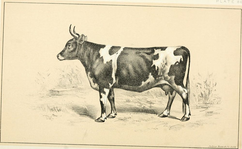 Title: Cattle and dairy farmingIdentifier: cattledairyfarmi00unit (find matches)Year: 1887 (1880s)Authors: United States.…