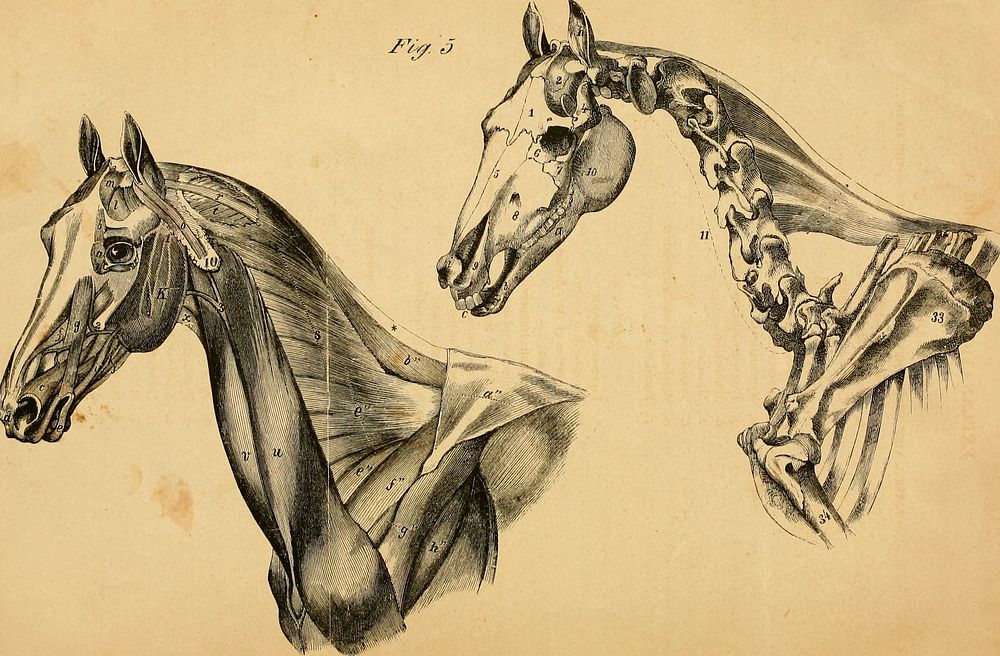 Title: The anatomy and physiology of the horse : with anatomical and questional illustrations : containing, also, a series…