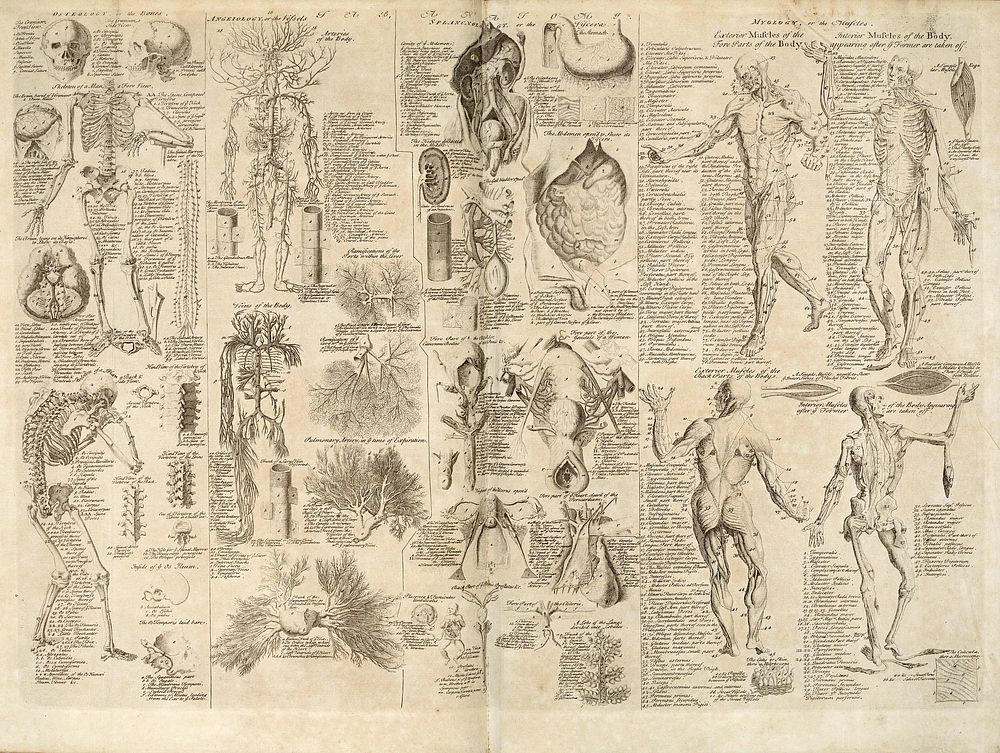 Anatomical chart, Cyclopaedia, 1728, volume 1, between pages 84 and 85