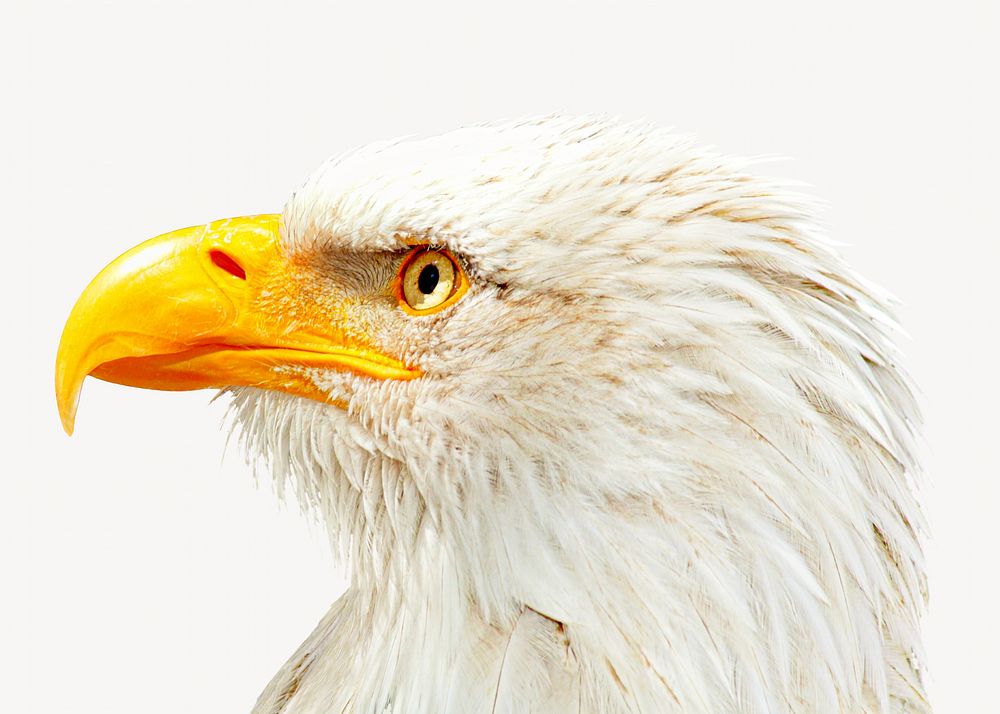 Bald eagle, isolated design