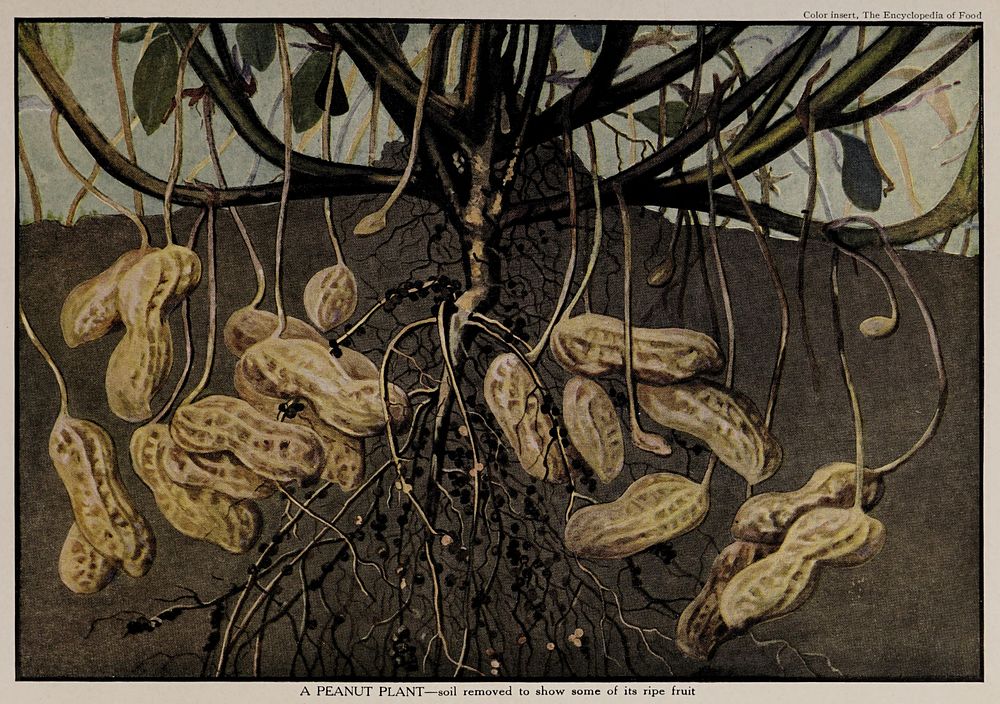 A Peanut Plant, illustration from The Encyclopedia of Food by Artemas Ward; soil removed to show some of its ripe fruit