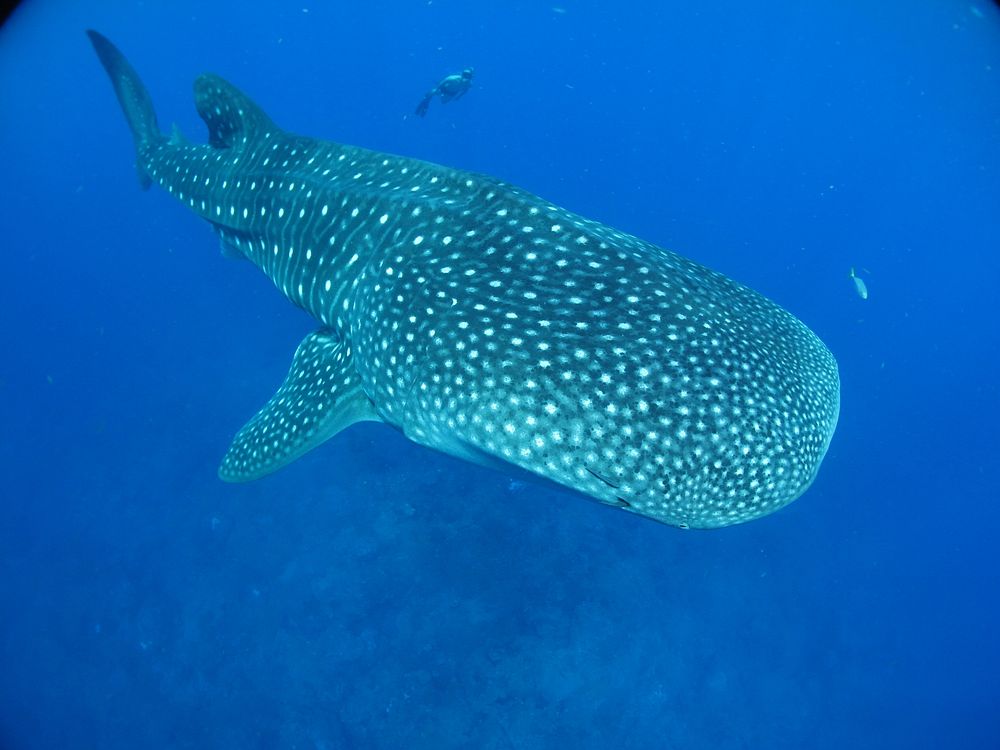 Did you know that whale shark skin is up to 5 inches thick? But while that help protect these gentle giants -- like this…