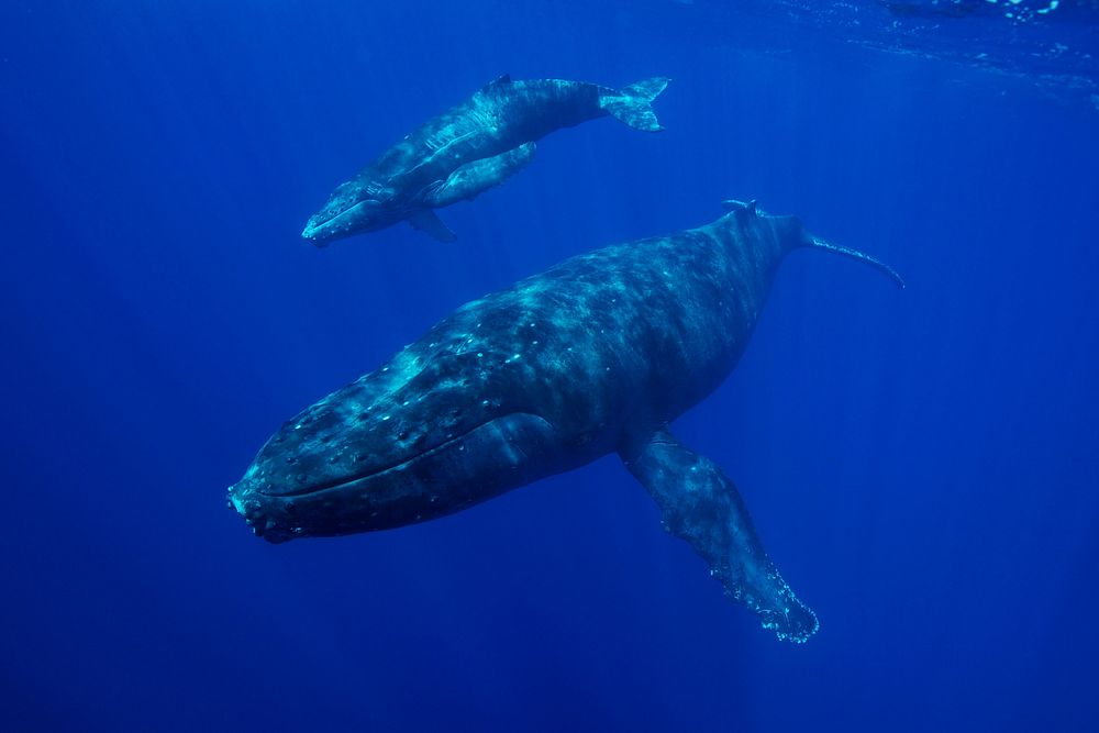 This humpback whale and calf were photographed in Hawaiian Islands Humpback Whale National Marine Sanctuary. More than…