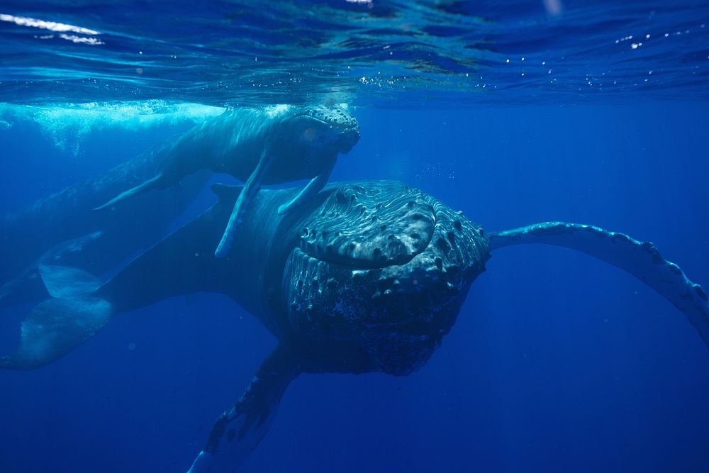 WHALE YOU LOOK AT THAT: February is peak humpback whale season at Hawaiian Islands Humpback Whale National Marine Sanctuary.…