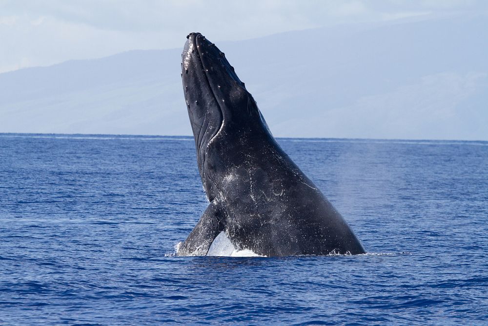 A breaching humpback whale at Hawaiian Islands Humpback Whale National Marine Sanctuary.Photo credit: Ed Lyman/NOAA