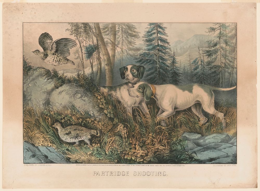 Partridge shooting (1870) by Currier & Ives