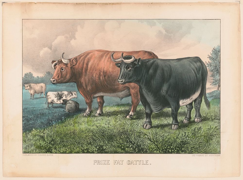 Prize fat cattle between 1856 and 1907 by Currier & Ives