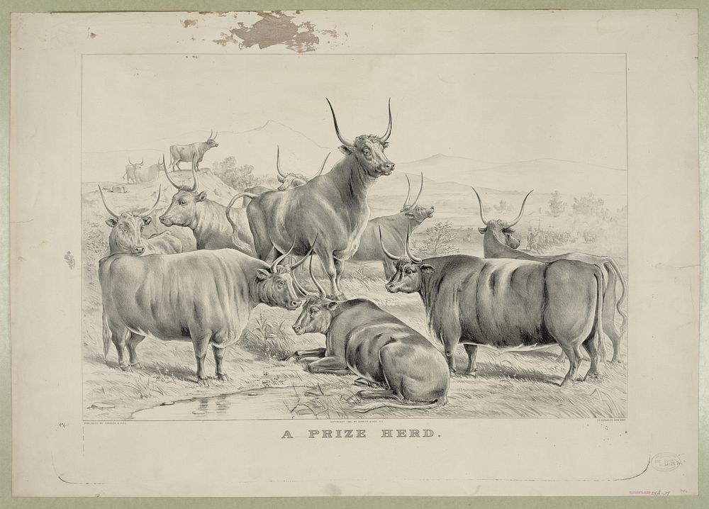 A prize herd (1881) by Currier & Ives
