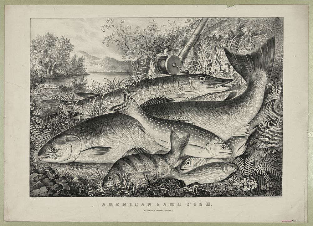 American game fish (1866) by Currier & Ives